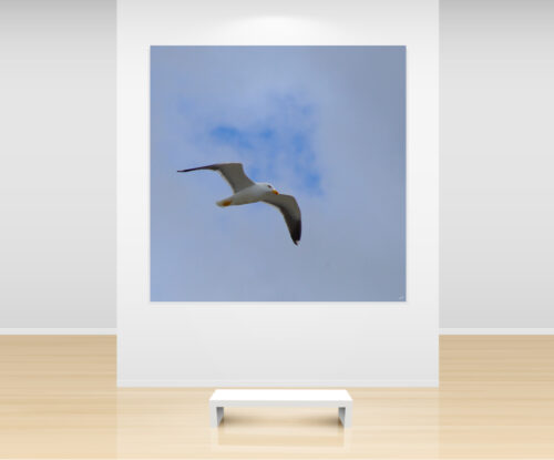 Gallery fly like an eagle | Gallery Eikona - Ada Goverde